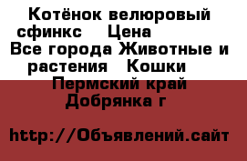 Котёнок велюровый сфинкс. › Цена ­ 15 000 - Все города Животные и растения » Кошки   . Пермский край,Добрянка г.